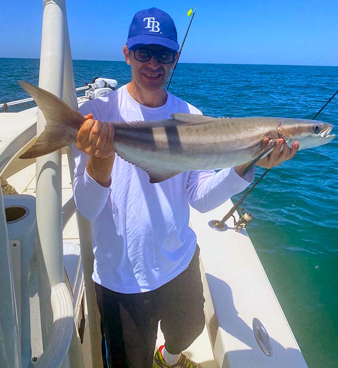 st petersburg nearshore cobia