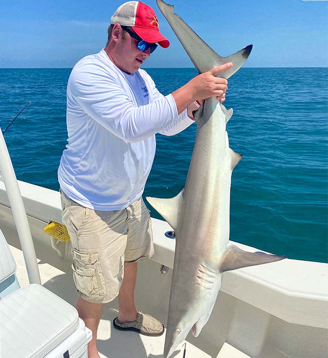 shark caught on a tampa bay charter